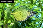 myloplus tiete myloplus tiete