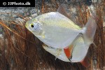 myloplus torquatus myloplus torquatus