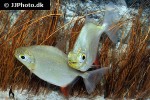 myloplus torquatus myloplus torquatus