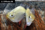 myloplus torquatus myloplus torquatus