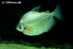 mylossoma aureum mylossoma aureum