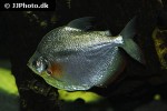 mylossoma aureum mylossoma aureum