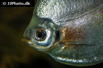mylossoma aureum mylossoma aureum