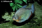 mylossoma aureum mylossoma aureum