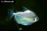 mylossoma duriventre mylossoma duriventre