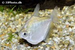 mylossoma duriventre mylossoma duriventre