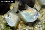 mylossoma duriventre mylossoma duriventre