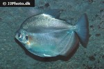 mylossoma duriventre mylossoma duriventre