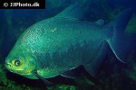 piaractus brachypomus piaractus brachypomus