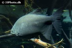 piaractus brachypomus piaractus brachypomus