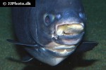 piaractus brachypomus piaractus brachypomus