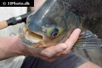 piaractus brachypomus piaractus brachypomus