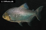 piaractus brachypomus piaractus brachypomus