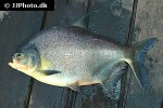 piaractus brachypomus piaractus brachypomus