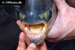 piaractus brachypomus piaractus brachypomus