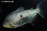 piaractus brachypomus piaractus brachypomus