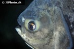 piaractus brachypomus piaractus brachypomus