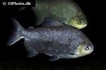 piaractus brachypomus piaractus brachypomus