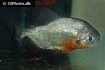 piaractus brachypomus piaractus brachypomus