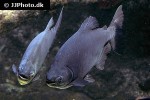 piaractus brachypomus piaractus brachypomus