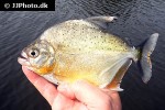 pristobrycon striolatus pristobrycon striolatus