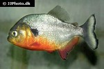 pygocentrus cariba pygocentrus cariba
