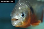 pygocentrus cariba pygocentrus cariba