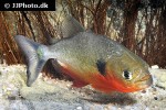 pygocentrus cariba pygocentrus cariba
