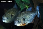 pygocentrus cariba pygocentrus cariba