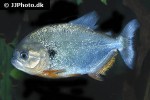pygocentrus cariba pygocentrus cariba