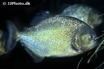 pygocentrus nattereri pygocentrus nattereri