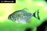 pygocentrus nattereri pygocentrus nattereri