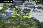 pygocentrus nattereri pygocentrus nattereri