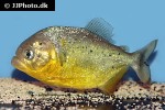 pygocentrus nattereri pygocentrus nattereri