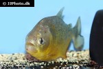 pygocentrus nattereri pygocentrus nattereri