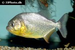 pygocentrus nattereri pygocentrus nattereri