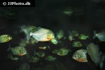 pygocentrus nattereri pygocentrus nattereri