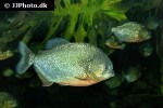 pygocentrus nattereri pygocentrus nattereri