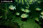 pygocentrus nattereri pygocentrus nattereri