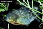 pygocentrus nattereri pygocentrus nattereri