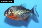 pygocentrus nattereri pygocentrus nattereri
