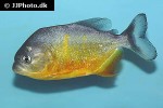 pygocentrus piraya pygocentrus piraya