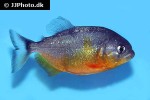 pygocentrus piraya pygocentrus piraya