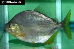 pygopristis denticulata pygopristis denticulata