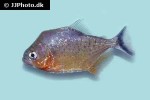serrasalmus eigenmanni serrasalmus eigenmanni