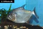 serrasalmus eigenmanni serrasalmus eigenmanni