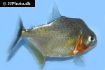 serrasalmus eigenmanni serrasalmus eigenmanni