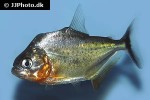 serrasalmus eigenmanni serrasalmus eigenmanni