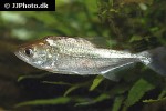 serrasalmus elongatus serrasalmus elongatus