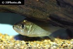 serrasalmus elongatus serrasalmus elongatus